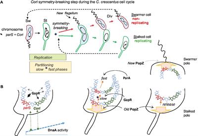 Crosstalk Regulation Between Bacterial Chromosome Replication and Chromosome Partitioning